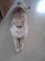 mini 6. DSC00062.jpg