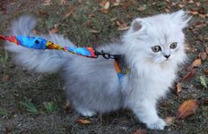 miniature-cat-scooter-1.jpg
