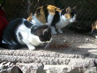 Fytorion kitten and calico.JPG
