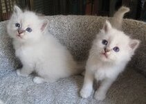 blue tabby females.jpg