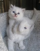 blue tabby females1.jpg