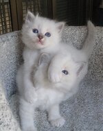 kittens 043.jpg