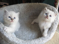kittens 044.jpg