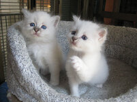 kittens 045.jpg