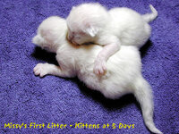 Αντίγραφο από protimotera gatakia.jpg