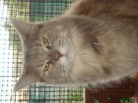 ACDC - NEKTAR 025.jpg