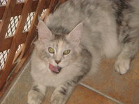 ACDC - NEKTAR 032.jpg