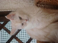 ACDC - NEKTAR 033.jpg