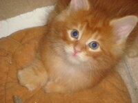 ACDC - NEKTAR 036.jpg