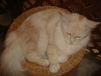 ACDC - NEKTAR 023.jpg