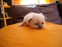 Tyrka - 02.06.2009-3.jpg