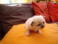 Tyrka - 02.06.2009-4.jpg