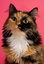 calico-cat-2.jpg
