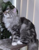 BlackSilverClassicTabby_White[1].jpg