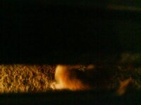 γατακι εγκλωβισμένο.jpg