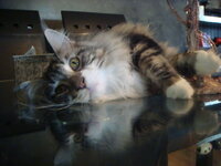 γατούλες 031.jpg