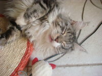 γατούλες 028.jpg