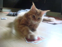 γατούλες 024.jpg