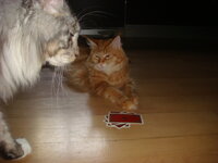 γατούλες 019.jpg