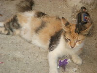 Καλοκαίρι 2009 Σκιώνη 053.jpg