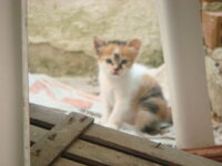 Καλοκαίρι 2009 Σκιώνη 054.jpg