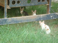 Καλοκαίρι 2009 Σκιώνη 049.jpg