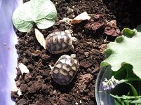 Αντίγραφο του Εικόνα 004.jpg