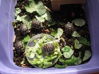 Αντίγραφο του Εικόνα 015.jpg