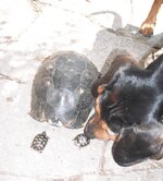 Αντίγραφο του Εικόνα 011.jpg