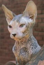 tattoo_cat1.jpg