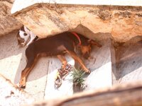 Αντίγραφο του Εικόνα 512.jpg