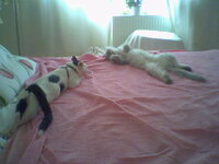 meta to zwodes sex.jpg