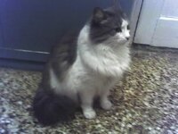 Basiliko kolaro Ariadnis.jpg