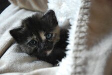 DSC_3028 [Ανάλυση οθόνης].jpg