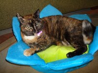 φθινώπορο 2009 158 α.jpg