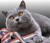 british-shorthair-britz1.jpg