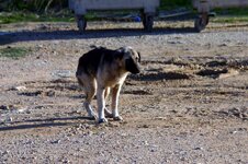 Injured adult (2).jpg