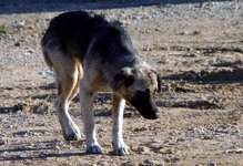 Injured adult (3).jpg