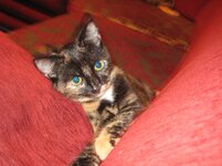 Εικόνα 102.jpg