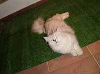 PB165887 - Αντίγραφο.jpg