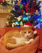 Η Αγιο-Βασιλίνα μας.JPG