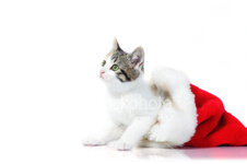 ist2_4200305-merry-christmas-cat.jpg