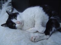 Οι Γατες μου 050.jpg