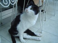 Οι Γατες μου 045.jpg