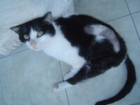 Οι Γατες μου 044.jpg