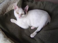 Οι Γατες μου 014.jpg