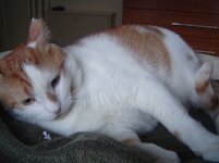 Οι Γατες μου 035.jpg