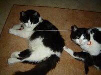 Κουκλος και Αλινα 004.jpg