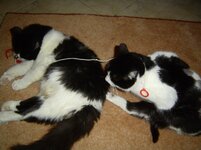 Κουκλος και Αλινα 006.jpg