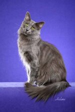 nebelung-cat.jpg
